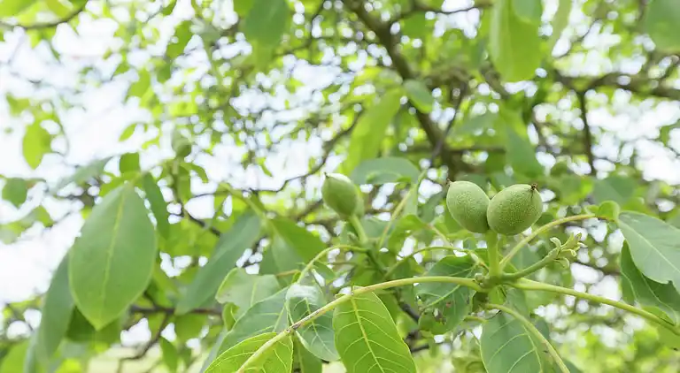 Farm house in Wijnbergen