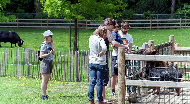 Semesterbostad i Winterswijk Brinkheurne