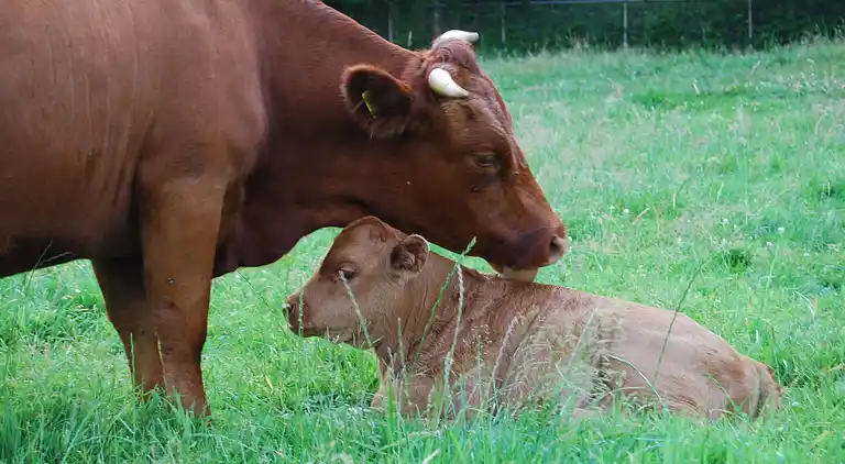 Semesterbostad i Winterswijk Brinkheurne