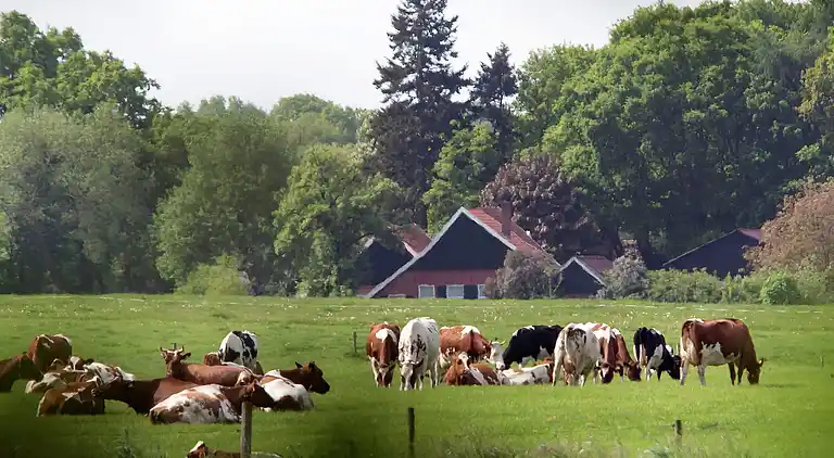 Casa vacanze in Winterswijk Brinkheurne