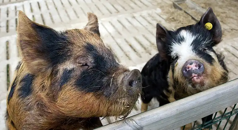 Casa vacanze in Winterswijk Brinkheurne
