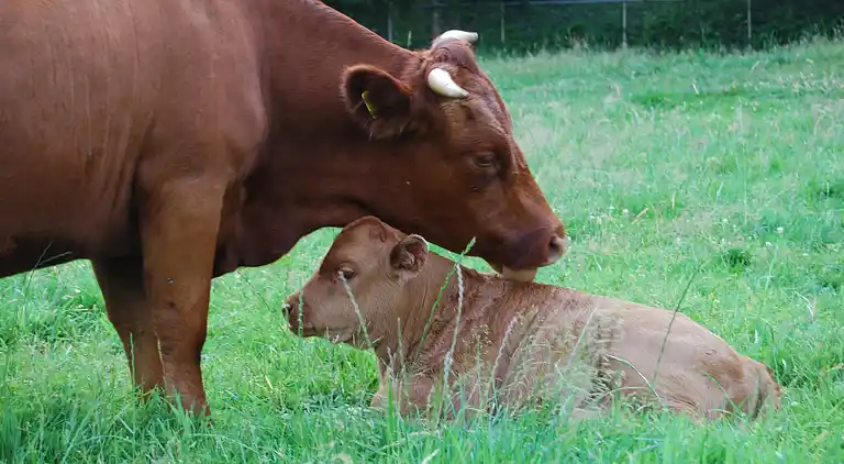 Holiday home in Winterswijk Brinkheurne