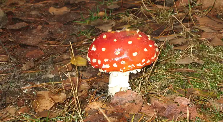 Sommerhus i Hoenderloo