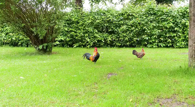 Farm house in Markelo