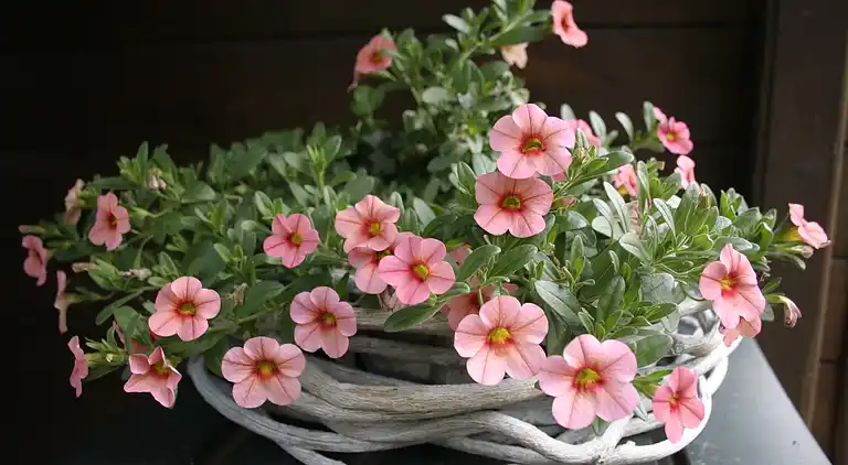 Cottage in Ootmarsum