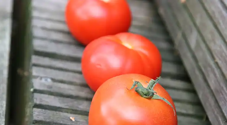 Bungalow in Hoge Hexel