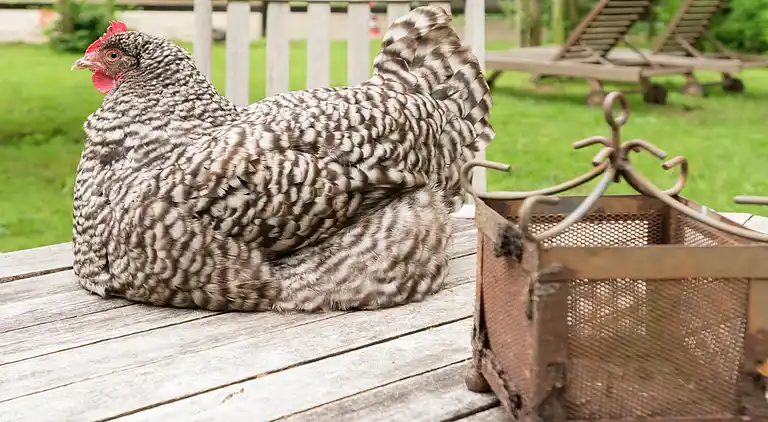 Farm house in Balkbrug