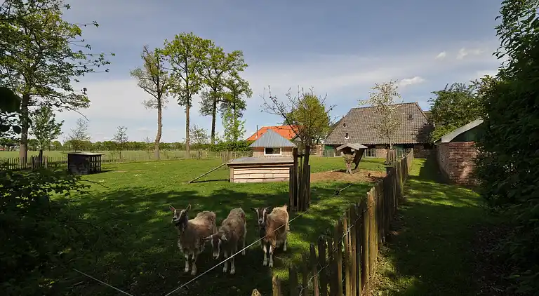 Bondgård i Nieuwleusen