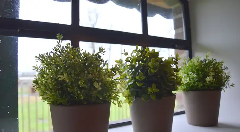 Bondgård i Nieuwleusen