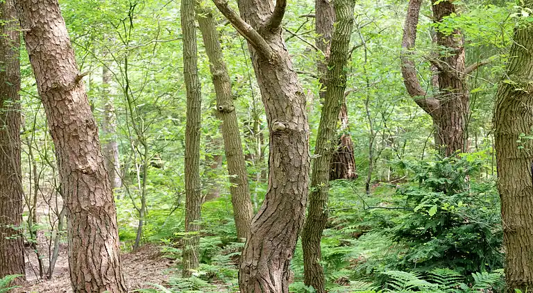 Holiday home in Dalfsen
