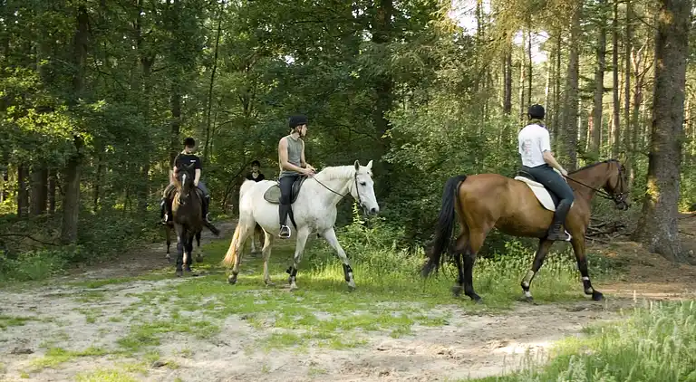 Holiday home in Dalfsen