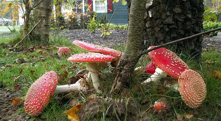 Semesterbostad i Dalfsen