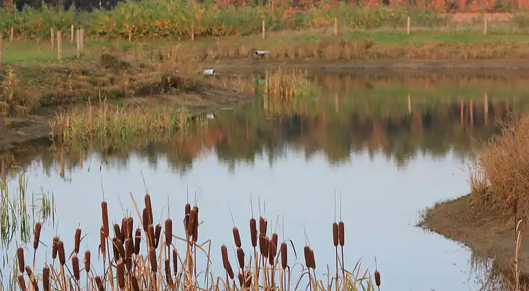 Holiday home in Rheezerveen