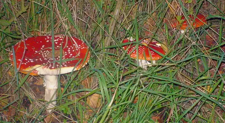 Semesterbostad i Rheezerveen