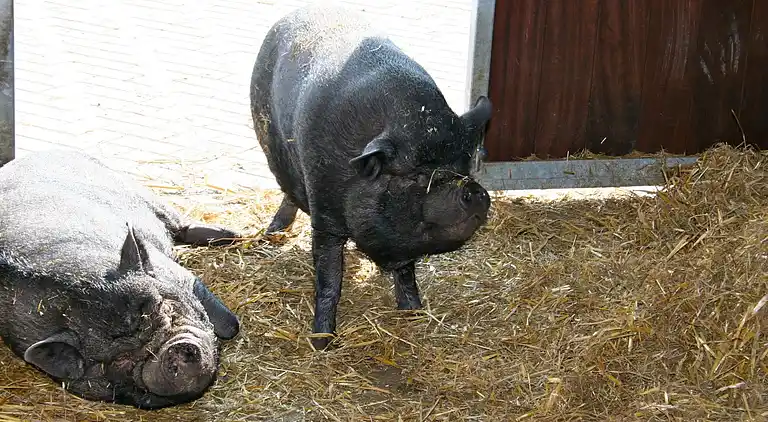 Semesterbostad i Rheezerveen