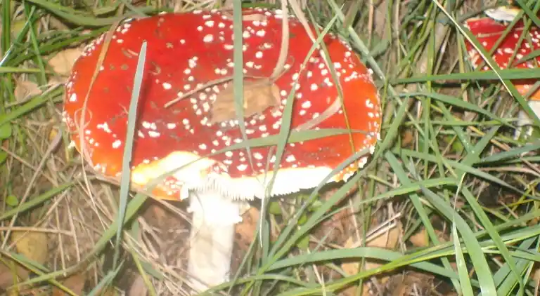 Semesterbostad i Rheezerveen