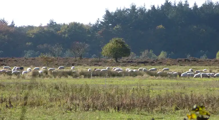 Semesterbostad i Exloo