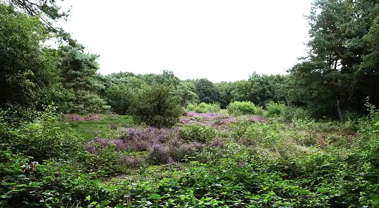 Semesterbostad i Zuidwolde