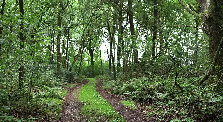 Semesterbostad i Zuidwolde
