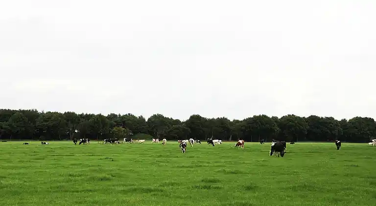 Semesterbostad i Zuidwolde