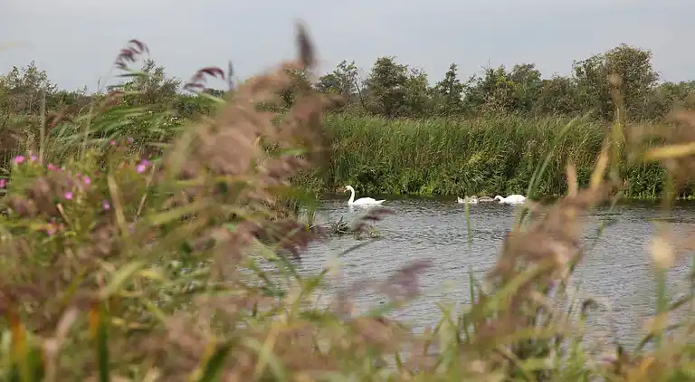 Villa in Wanneperveen