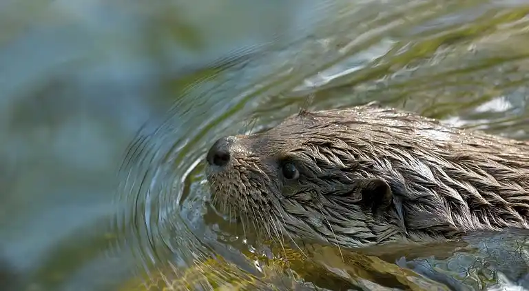 Villa in Wanneperveen