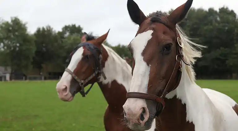 Farm house in Appelscha