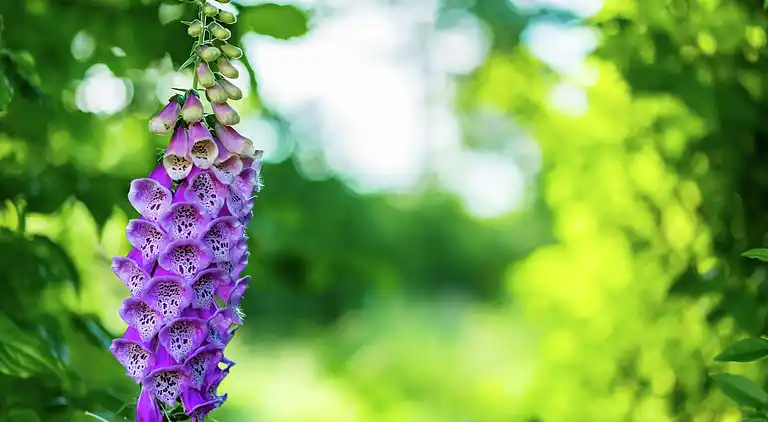 Semesterbostad i Bant