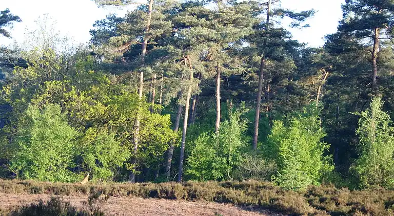 Semesterbostad i De Bult