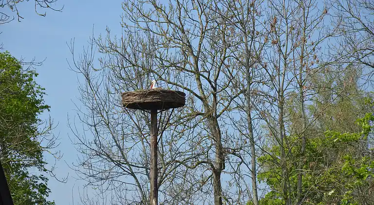Farm house in Giethoorn