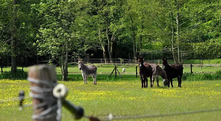 Holiday home in Noordwolde