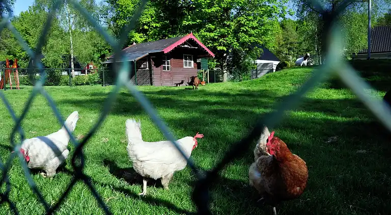 Sommerhus i Noordwolde