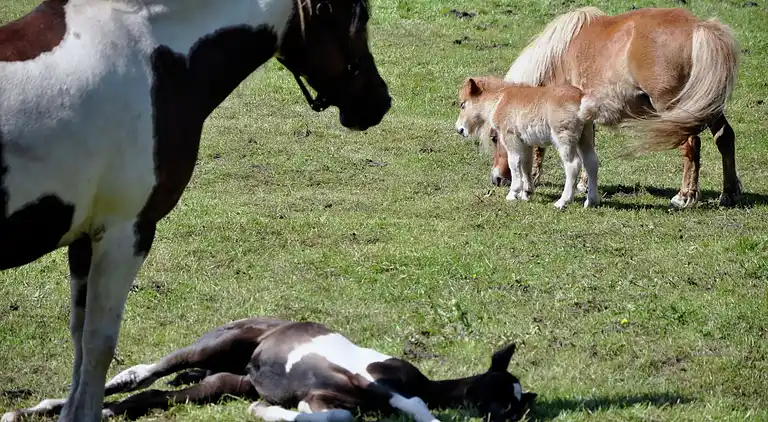 Semesterbostad i Noordwolde