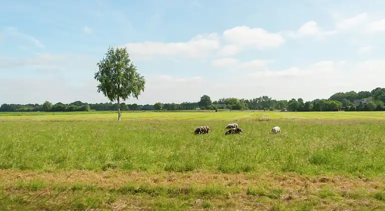 Farm house in Waskemeer