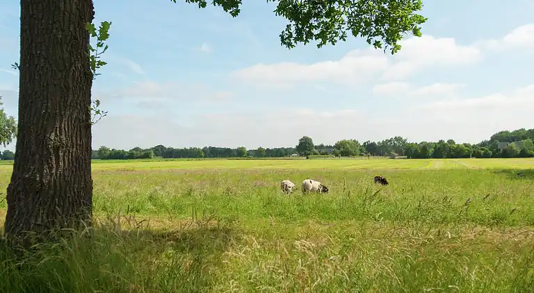 Farm house in Waskemeer