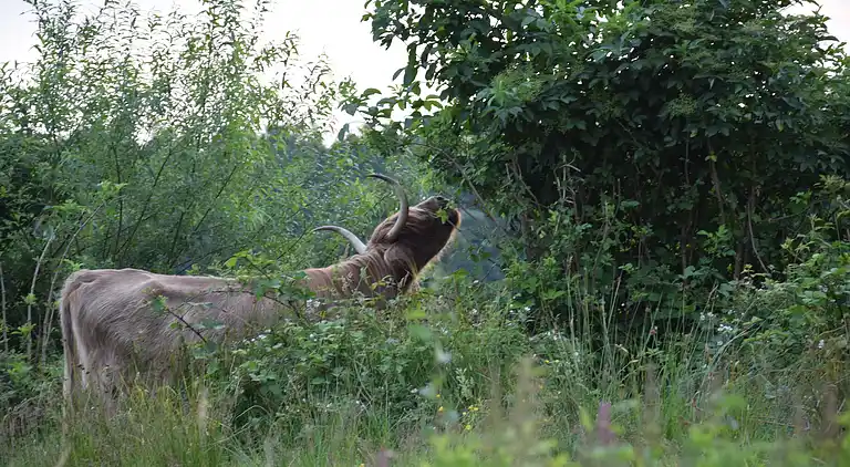 Bondgård i Appelscha