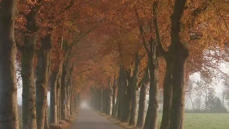 Bondgård i Appelscha