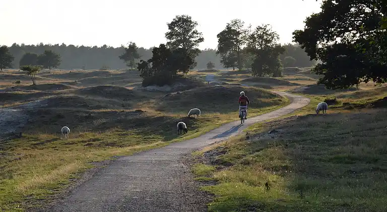 Bondgård i Appelscha