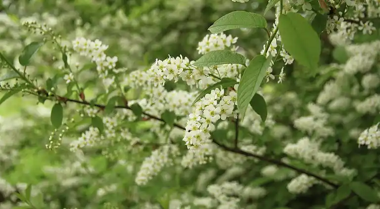 Semesterbostad i Scharsterbrug