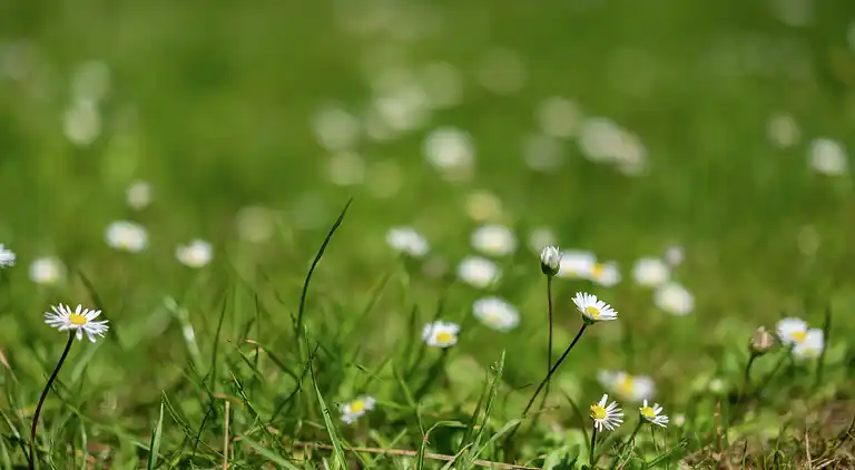 Semesterbostad i Scherpenzeel