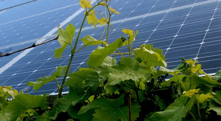 Farm house in Pingjum