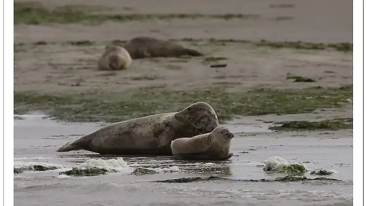 Farm house in Pingjum