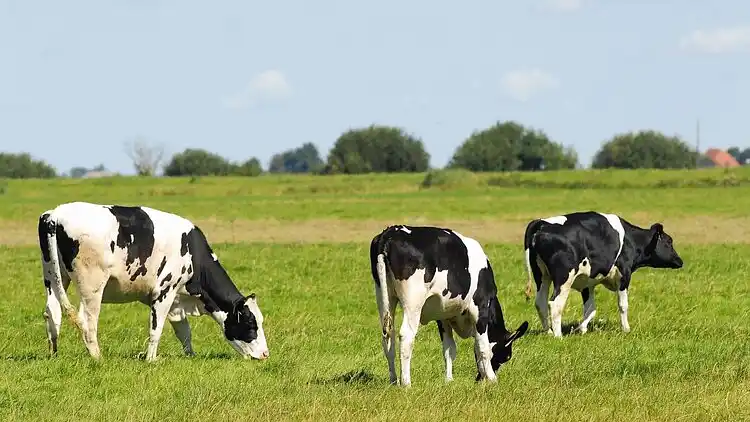 Semesterbostad i Noardburgum