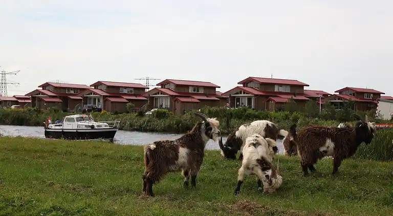 Sommerhus i Noardburgum