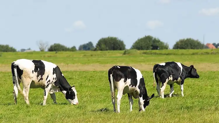 Sommerhus i Noardburgum