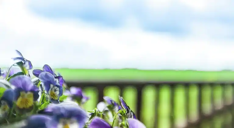 Sommerhus i Westergeest