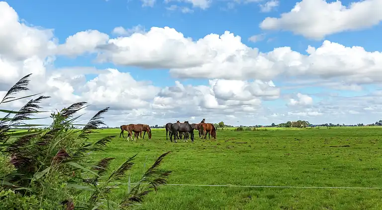 Sommerhus i Westergeest