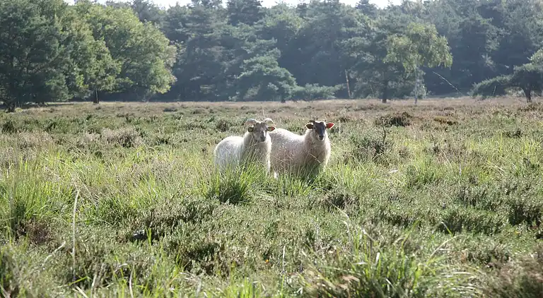 Semesterbostad i Hooghalen