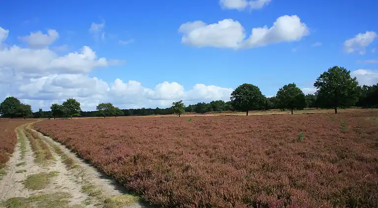 Cottage in Hooghalen