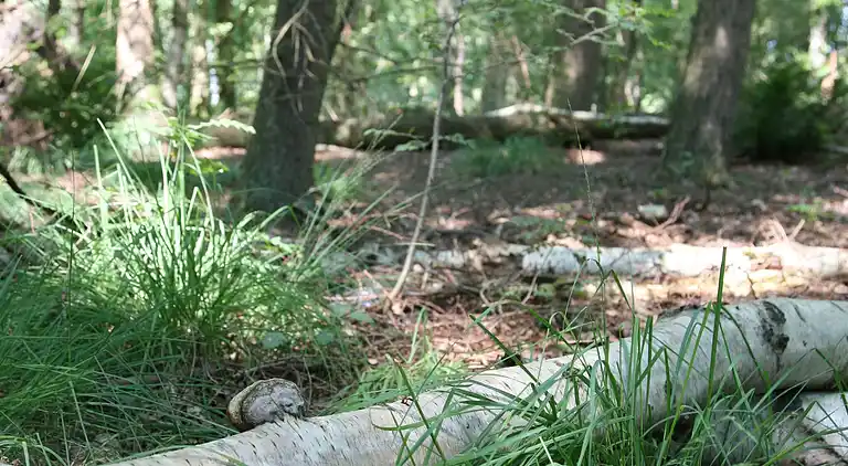 Sommerhus i Zwiggelte